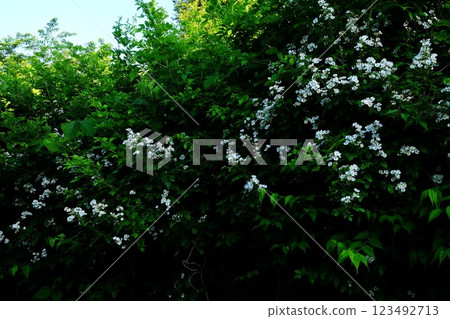 Blooming wild roses [Tsukui, Sagamihara City, May] 123492713