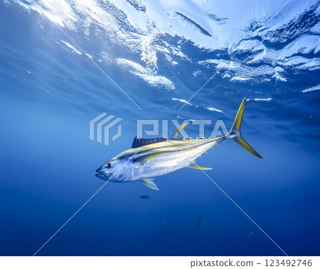 鰹魚在海中暢遊的圖片 123492746