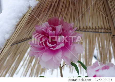 Winter pot of straw surrounding Winter pot of straw surrounding 123492923