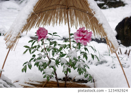 Winter peonies on a snowy day Winter peonies on a snowy day 123492924