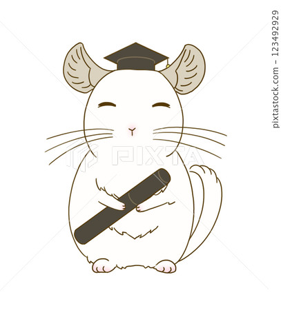 Chinchilla (white) dressed for graduation 123492929