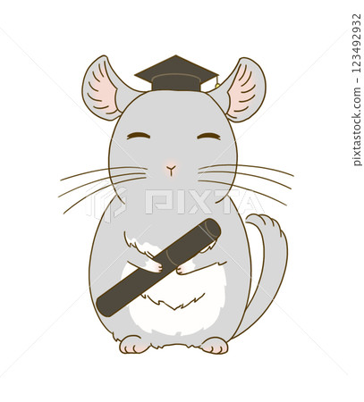 Chinchilla (gray) dressed for graduation 123492932
