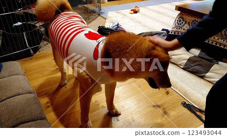 穿著Shiba Inu 穿著Shiba Inu 123493044