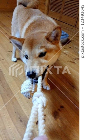 柴犬在室內放鬆 柴犬在室內放鬆 123493045