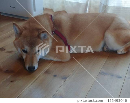 Relaxing Shiba Inu Relaxing Shiba Inu 123493046