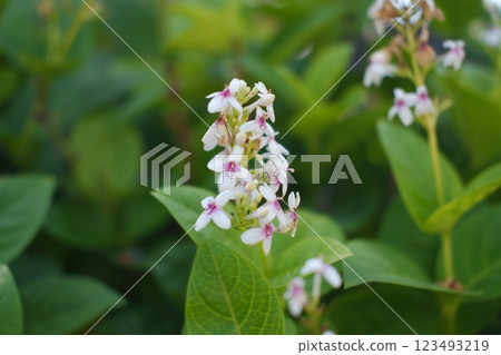 Delicate Wildflowers Blooming in Natures Beauty 123493219