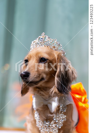 Stylish Kaninchen Dachshund Dachshund 123493225
