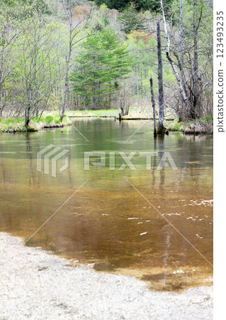 Early summer walking on the Kamikochi Nature Trail Tashiro Pond 123493235