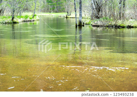 Early summer walking on the Kamikochi Nature Trail Tashiro Pond Early summer walking on the Kamikochi Nature Trail Tashiro Pond 123493238