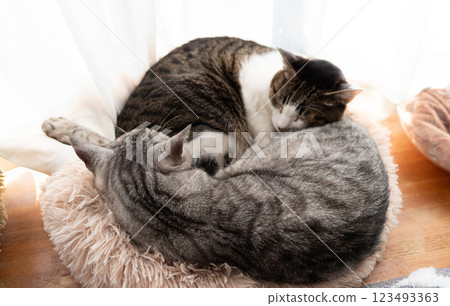 Two cats sleeping by the window 123493363