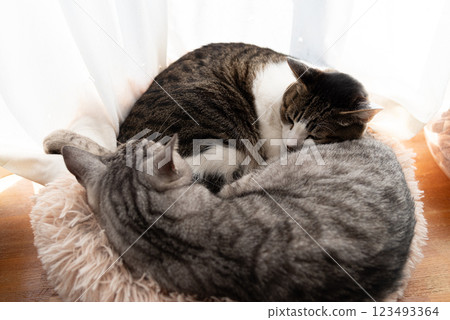 Two cats sleeping by the window Two cats sleeping by the window 123493364
