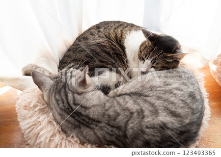 Two cats sleeping by the window 123493365