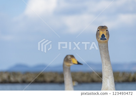 兩隻天鵝，幼鳥的脖子。青森縣 豪雷公園 123493472