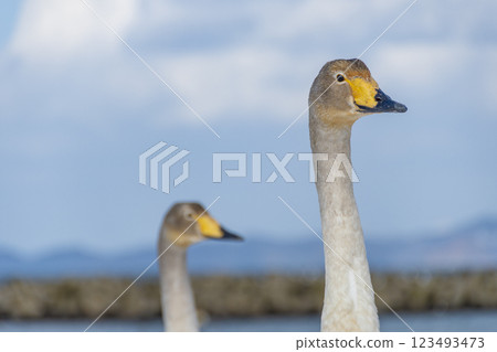 Two swans, the necks of young birds. Aomori, Goho Park Two swans, the necks of young birds. Aomori, Goho Park 123493473