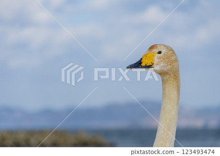The neck of a young swan. Aomori, Goura Park 123493474