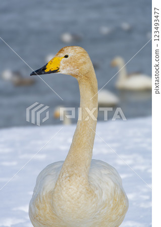 A swan standing on a snowy beach. Aomori, Goho Park 123493477