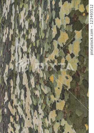 梧桐樹的偽裝樹皮 梧桐樹的偽裝樹皮 123493512