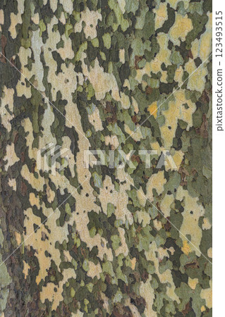 The camouflage-like bark of the plane tree The camouflage-like bark of the plane tree 123493515