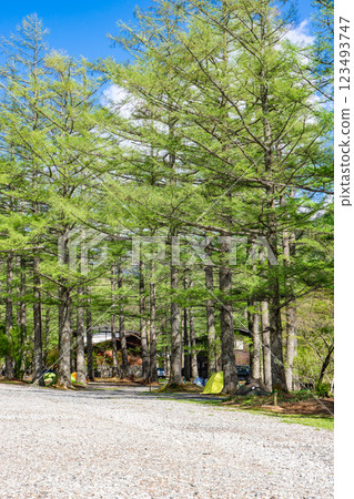Early summer walking on the Kamikochi Nature Trail at Konashidaira Campsite 123493747
