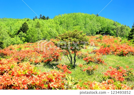 Renge Azaleas of Hafu Plateau Renge Azaleas of Hafu Plateau 123493852