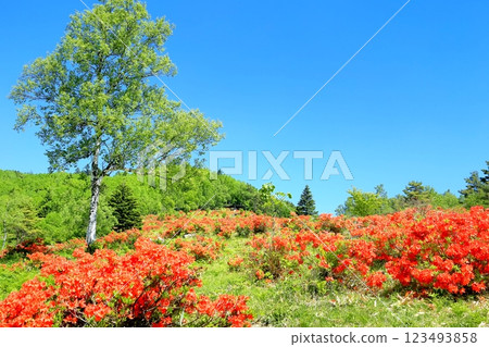 Renge Azaleas of Hafu Plateau Renge Azaleas of Hafu Plateau 123493858
