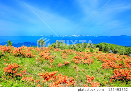 哈夫高原的蓮華杜鵑 哈夫高原的蓮華杜鵑 123493862