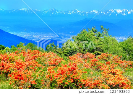 Renge Azaleas of Hafu Plateau Renge Azaleas of Hafu Plateau 123493863