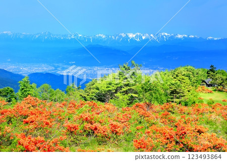 Renge Azaleas of Hafu Plateau Renge Azaleas of Hafu Plateau 123493864