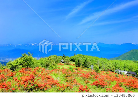 Renge Azaleas of Hafu Plateau Renge Azaleas of Hafu Plateau 123493866