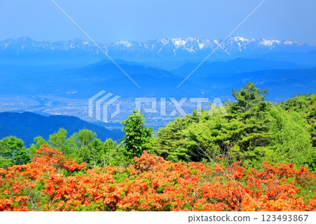 Renge Azaleas of Hafu Plateau Renge Azaleas of Hafu Plateau 123493867