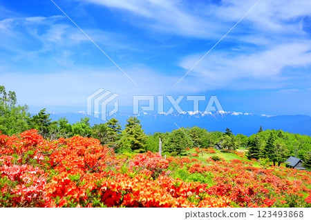 Renge Azaleas of Hafu Plateau Renge Azaleas of Hafu Plateau 123493868