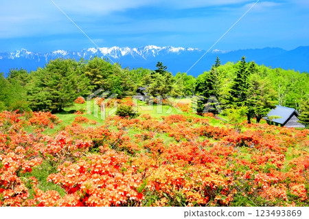 Renge Azaleas of Hafu Plateau Renge Azaleas of Hafu Plateau 123493869