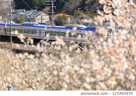 Takao Umego, Hachioji, Tokyo (Arai Umebayashi) Limited express Azusa running through Umebayashi Takao Umego, Hachioji, Tokyo (Arai Umebayashi) Limited express Azusa running through Umebayashi 123493970