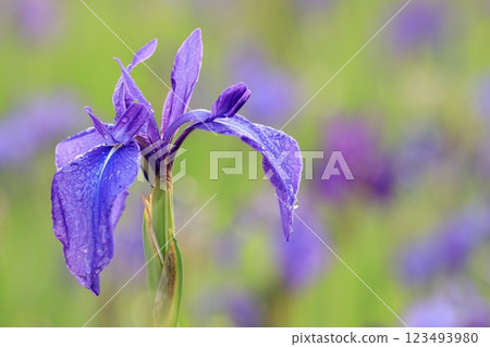 Iris flowers wet with dew Iris flowers wet with dew 123493980