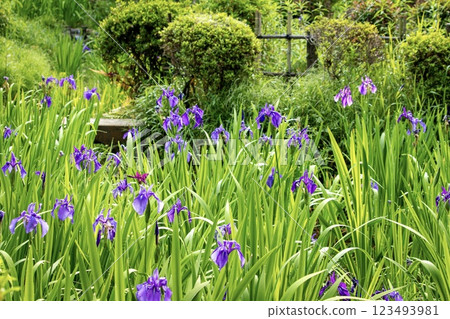 Iris flowers wet with dew 123493981