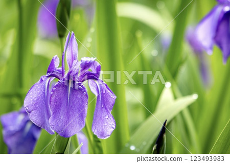 Iris flowers wet with dew 123493983