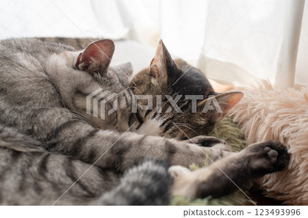 Two cats sleeping by the window 123493996