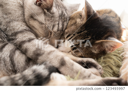 Two cats sleeping by the window 123493997