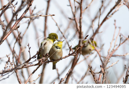 Two cute Japanese white-eyes standing side by side Two cute Japanese white-eyes standing side by side 123494095