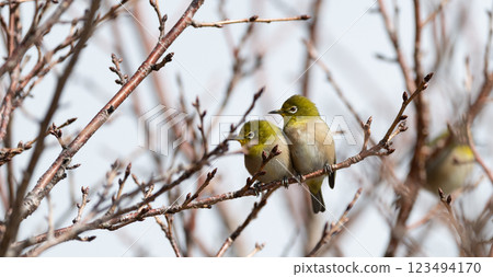 Two cute Japanese white-eyes standing side by side 123494170