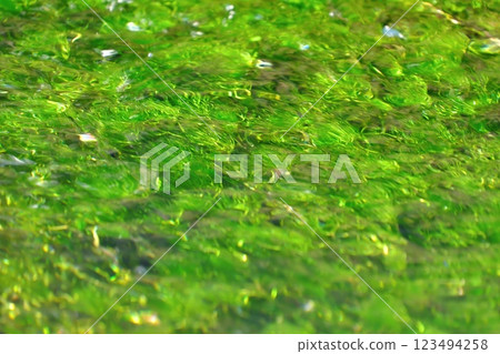 冬日的早晨，忍野八海清澈的湖水中漂浮著盛開的睡蓮。 123494258