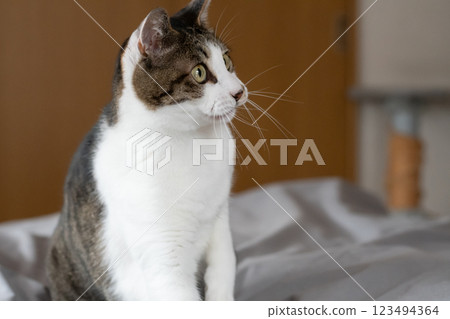 Staring cat Kijitora white 123494364