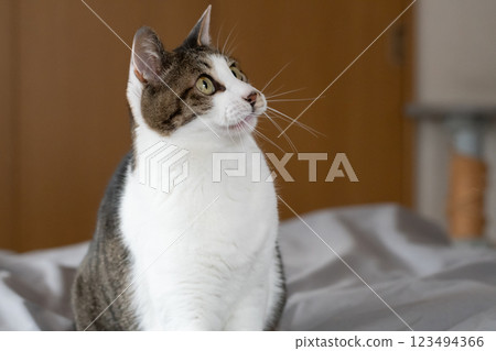 Staring cat Kijitora white 123494366