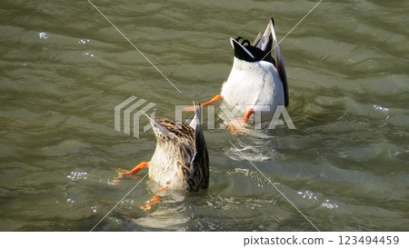 綠頭鴨夫妻的臀部 123494459