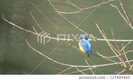 翠鳥 翠鳥 123494460