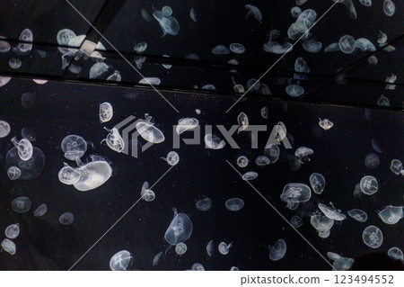 Beautiful jellyfish tank on display at the aquarium Beautiful jellyfish tank on display at the aquarium 123494552