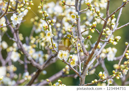 Meiro and plum Meiro and plum 123494731