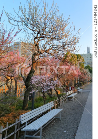 Kameido Tenjin Plum Festival Kameido Tenjin Plum Festival 123494842