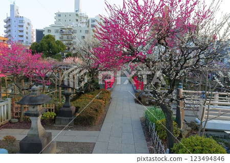 Kameido Tenjin Plum Festival 123494846