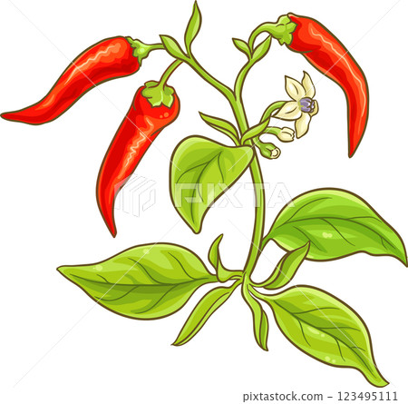 Cayenne Pepper Plant with Flowers, Leaves and Fruits Colored Detailed Illustration. Organic natural nutritional healthy food ingredient, vegetarian diet product. 123495111